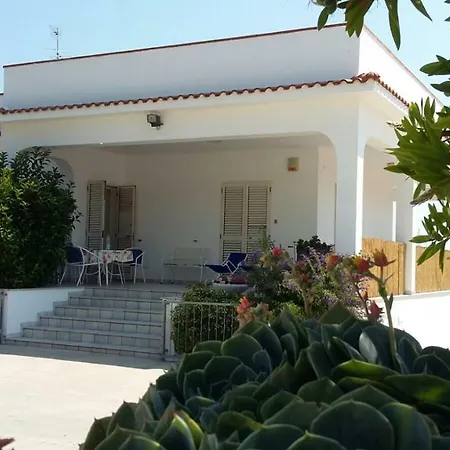 Mediterranea Tra Gli Ulivi *